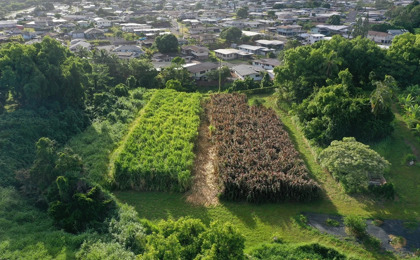 Overhead shot of bana grass