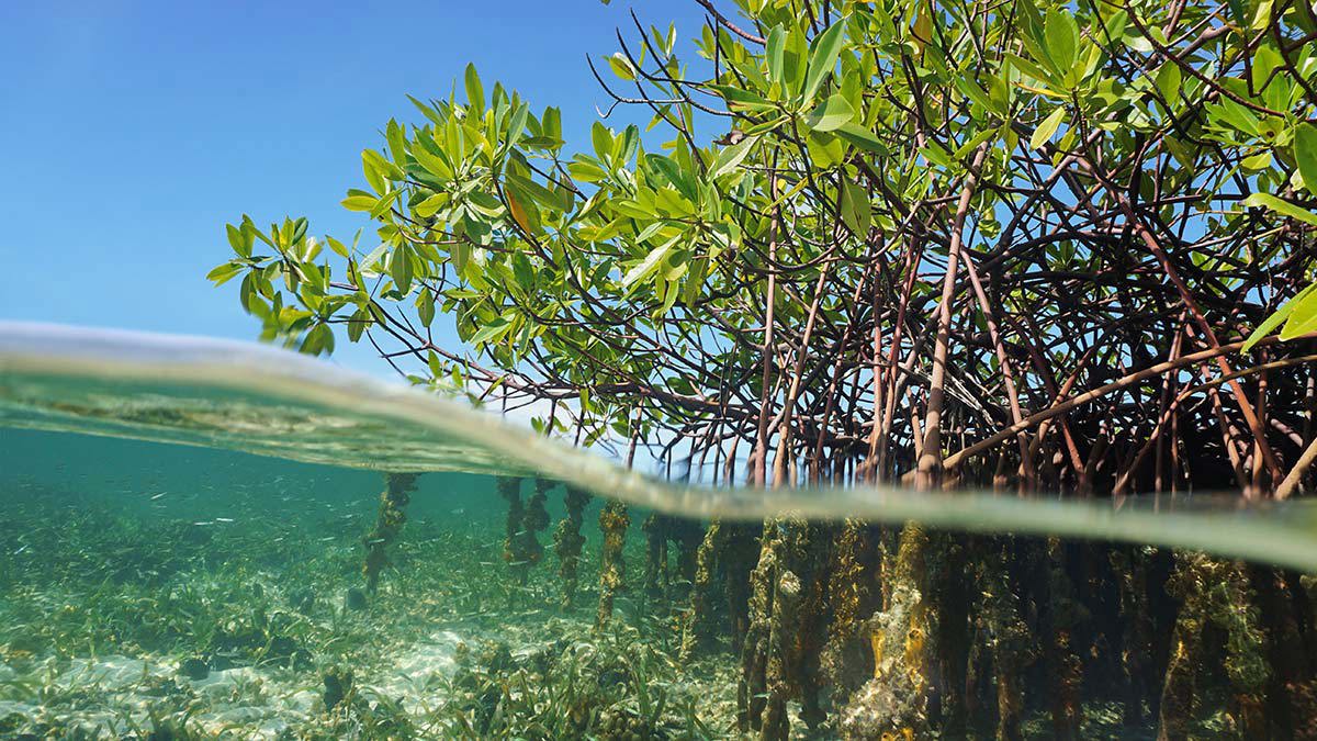 What Is Blue Carbon and Why Does It Matter?