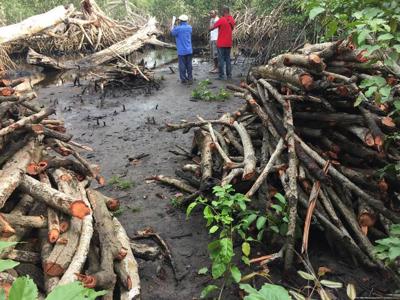 Destruction of carbon-rich mangroves Costs up to US$42 billion in economic damages annually