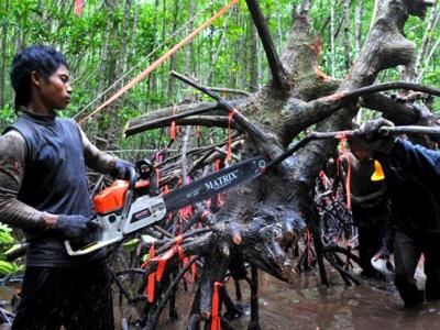 By 2050, South-East Asia will potentially have lost 35 per cent of its mangrove cover